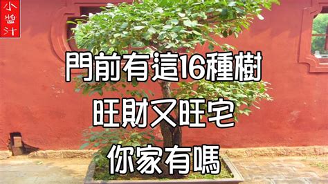 門前種芙蓉|【門前的風水樹】門前種什麼樹風水好種對了樹好運連連 